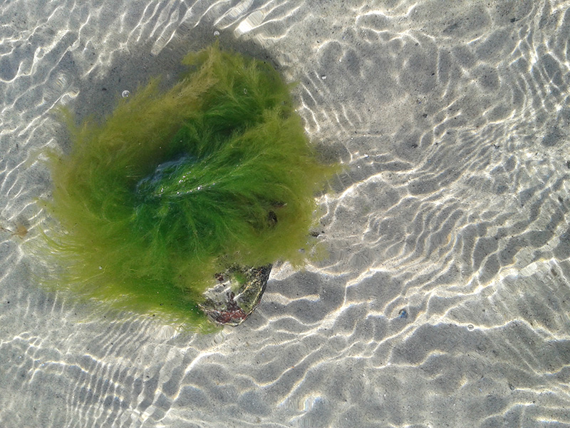 Trollinspirationsfoto Stein mit Haaren in der Ostsee
